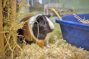 Pinky wartet auf Dich im Landestierschutzverein Kärnten-Das Tierschutzkompetenzzentrum Kärnten (TIKO) in der Judendorfer Straße 46. Foto: TiKo