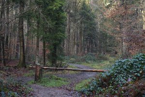 Zwei Wanderwege in Keutschach gesperrt. Foto: Symbolbild