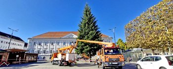 Langsam wird’s weihnachtlich: Christbaum am Neuen Platz aufgestellt