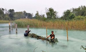 Stadtwerke Klagenfurt unterstützen Schilfschutz in der Wörthersee Ostbucht. Foto: Glatz-Jorde E.C.O.