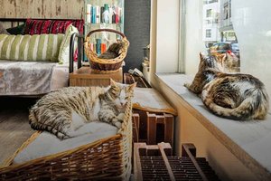 Slow Dating im Katzencafé Klagenfurt für Singles zwischen 45 und 60 Jahren. Foto: Katzencafé Cat'n'Coffee
