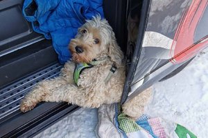 Feuerwehr rettet in Schiebetür eingeklemmten Hund. Foto: Feuerwehr Bad Kleinkirchheim