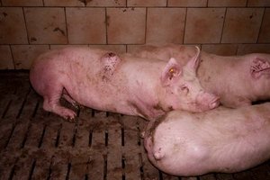 Poggersdorfer Schweinezuchtbetrieb: Tierärzte sind jetzt bei den Tieren. Foto: GT.at