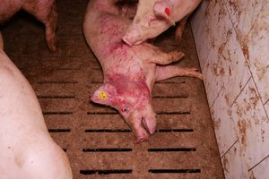 Erschütternde Bilder: Kranke und verletzte Tiere in Poggersdorf. Foto: VGT.at