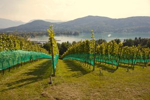 Weingut der Sadt Klagenfurt wird weiter betrieben. Foto: Mein Klagenfurt