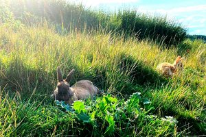 Urlaubszeit ist oft harte Zeit für Tiere: Kaninchen auf A10 in Kärnten ausgesetzt. Foto: PFOTENHILFE Lochen