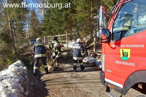 Sturmschäden: Zwei Bäume blockierten Gradenegger Straße in Moosburg. Foto: FF Moosburg