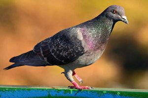 Tierquälerei: Vergiftete Taubenfedern in Klagenfurter Waldstück gefunden
