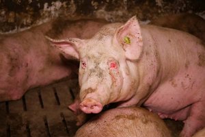 AMA reagiert: Kein AMA-Gütesiegel mehr für Schweinemastbetrieb. Foto: VGT.at
