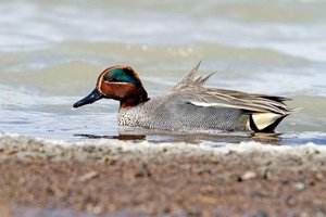 Zugvogel Krickente zieht nach Süden: Werden wir sie wiedersehen? Foto: Michael Dvorak