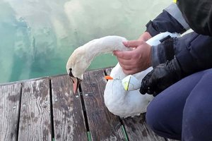 In Fischerschnur verheddert: Jungschwan in Reifnitz aus Notlage gerettet. Foto: Feuerwehr Reifnitz