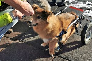 Rollihund Sunny: Als Welpe haben Menschen mit ihm Fußball gespielt. Foto: Therapiehunde-Teams Kärnten